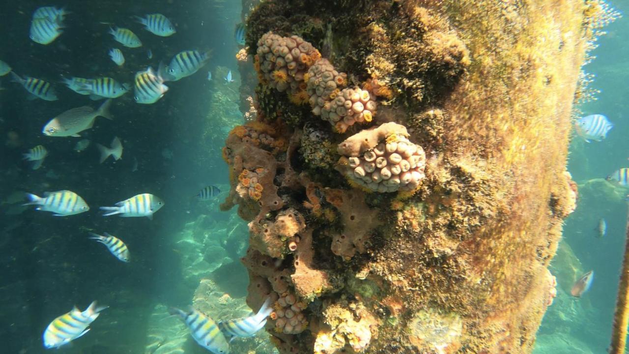 מלון Praia de Araçatiba Pousada Conves - Ilha Grande מראה חיצוני תמונה